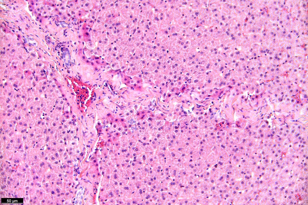 [Translate to chinese:] Brightfield image of a pig liver stained with hematoxylin-eosin (HE). Pig_Liver_BF_stained_with_hematoxylin-eosin.jpg