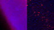 [Translate to chinese:] Influenca in lung epithelial cells (porcine) - THUNDER Imager 3D Cell Culture Influenca virus – red, cilia – green, Nuclei – blue.