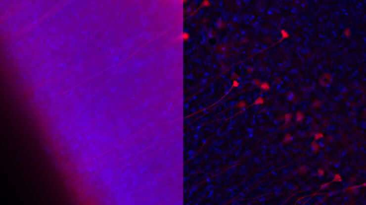 [Translate to chinese:] Influenca in lung epithelial cells (porcine) - THUNDER Imager 3D Cell Culture Influenca virus – red, cilia – green, Nuclei – blue.