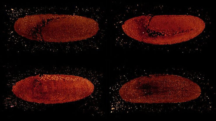 [Translate to chinese:] Drosophila embryo observed from different sides. Images were acquired in the framework of the 2018 EMBO Lightsheet Course at MPI CBG in Dresden with expert support of Bruno Cossermelli Vellutini (MPI CBG), Pavel Tomancak (MPI CBG), and Emmanuel Reynaud (UCD).