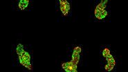 [Translate to chinese:] Intestinal organoids label with FUCCI reporter to follow cell cycle dynamics. Courtesy of Franziska Moos. Liberali lab. FMI Basel (Switzerland).