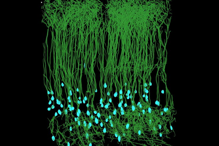 Aivia_Neuroscience-VBE comparison mouse-1_traced_ROI Aivia_Neuroscience-VBE comparison mouse-1_traced_ROI