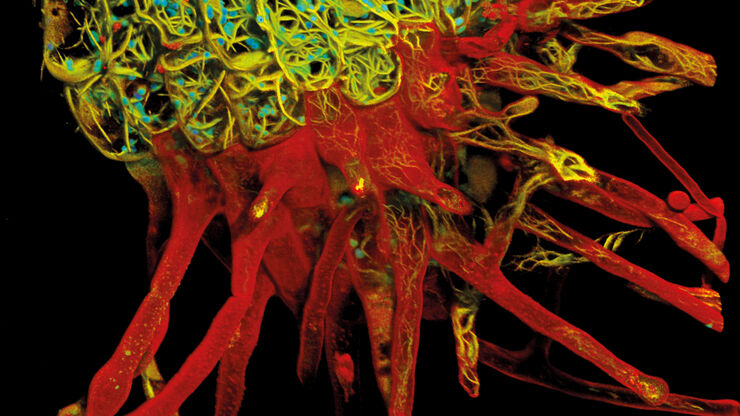 [Translate to chinese:] Root-hypocotyl junction of Arabidopsis thaliana. Image acquired with TauContrast. Sample courtesy: Dr. Melanie Krebs, COS, University of Heidelberg.