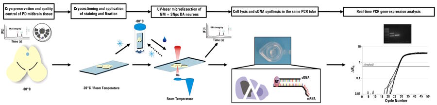 图1：用于帕金森病研究的实验流程图：从人类死后帕金森病大脑和对照组个体的黑质（SN）DA神经元中，通过紫外线激光显微切割（UV-LMD）和定量RT-PCR（实时聚合酶链式反应）基因表达分析进行单个神经元分析的协议。