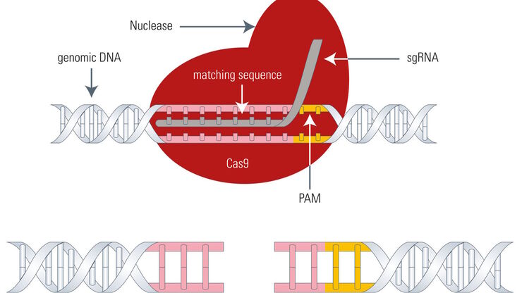 Gene editing with Cas9