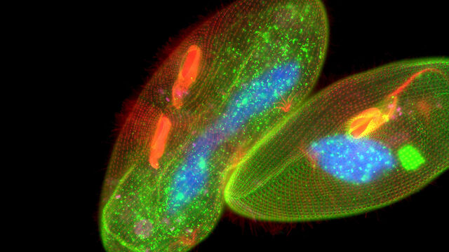 生命科学研究