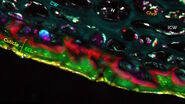 An 8-color spectral unmixing result from a hyperspectral SRS (stimulated Raman scattering) dataset, showing the biochemically distinct structures of a fresh, untreated apple slice.