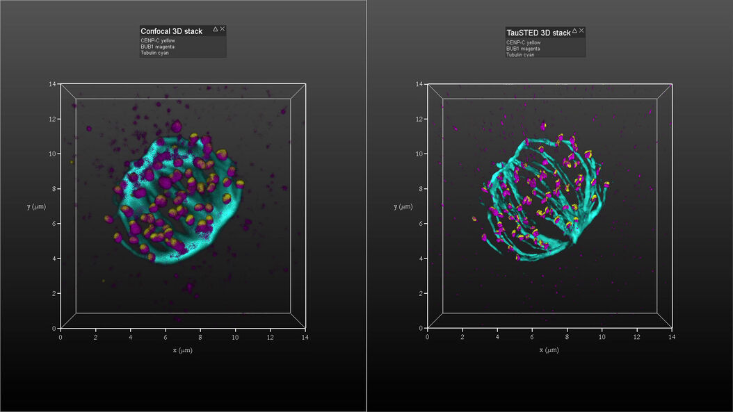  tausted-mitotic-cell3d.jpg