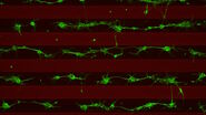 Stripe assay performed on a THUNDER Imager Cell. Courtesy of Maria Carrasquero Ordaz, University of Oxford.