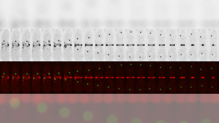 [Translate to chinese:] Dividing fission yeast S. pombe stained with two markers against spindle pole bodies (Pcp1-GFP, green) and cytokinesis ring (Rlc1-mCherry; red).