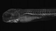 [Translate to chinese:] Light sheet microscopy tilescan of zebrafish. 