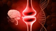 The role of extracellular signalling mechanisms in the correct development of the human brain