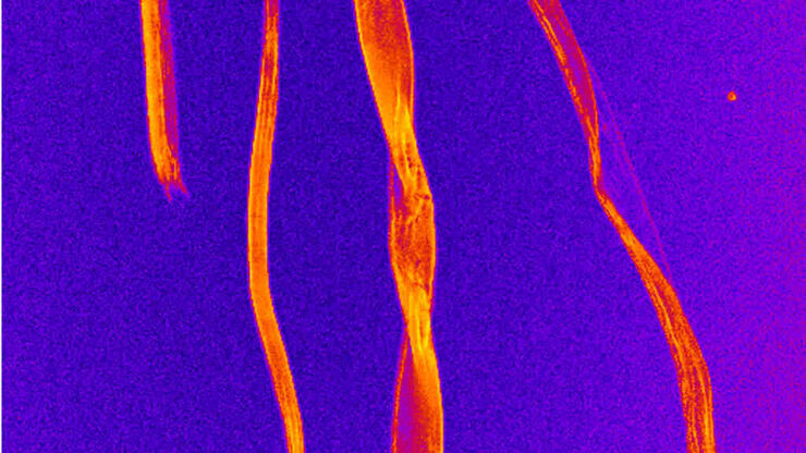 [Translate to chinese:] CARS image of cellulose fibers. The fibers are visualized through the C–H vibrations of the polyglucan chains in cellulose.