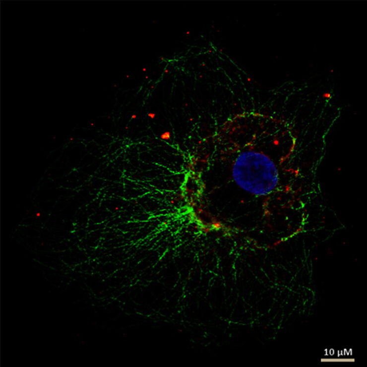 Cellular microtubule network in a fibroblast cell