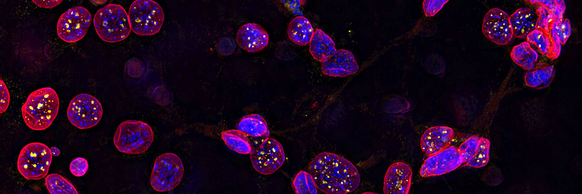 细胞生物学研究显微镜解决方案