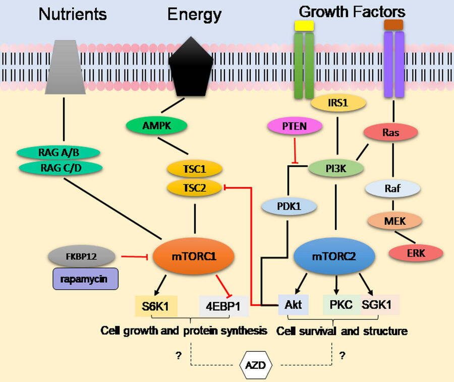 mTOR信号通路概览
