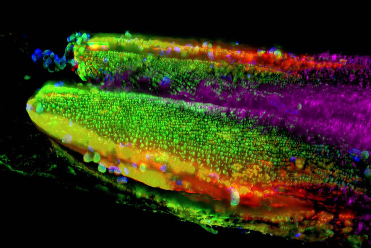 [Translate to chinese:] Pollen Flower - Taken with a 20x/0.8 objective, area of 6mm² with a depth of 100μm. 15 stitched tiles with 4 colors (DAPI/GFP/TRITC/Cy5) - a total of 13020 images. Video courtesy of James Marr, Leica Microsystems, USA