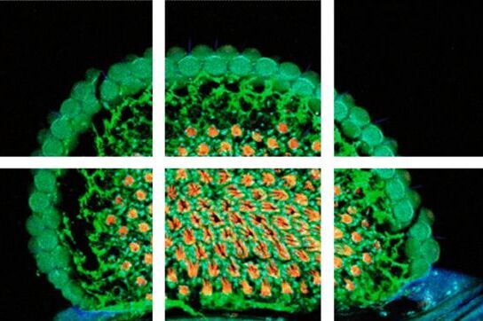 [Translate to chinese:] Scheme of a 2D mosaic scan. Drosophila melanogaster (eye section) Mosaic_Intro_04.jpg