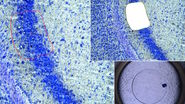 [Translate to chinese:] Mouse brain (left) microdissected with a 10x objective (upper right). Inspection of the collection device (lower right).